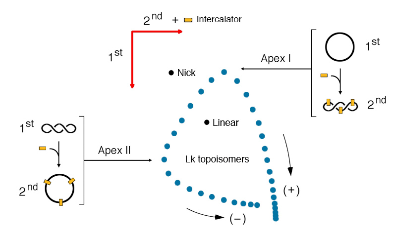 2D gel method